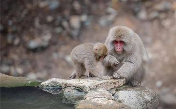 属猴人出生年份五行查询 生肖猴2020年多少岁