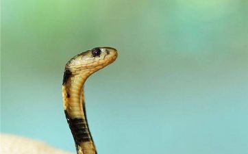 属蛇人出生年份五行属性查询 生肖蛇2021年多少岁