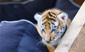 属虎的2021年多大虚岁年龄  属虎人出生年份五行查询