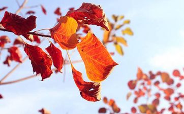秋季的最后一个节气是什么 霜降节气的含义是什么