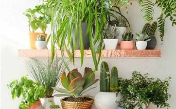 家居风水植物有哪些  几种适合放在室内的植物