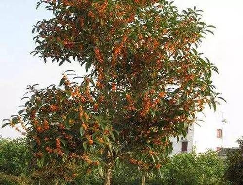 门前种桂花树的禁忌大桂花树门前种什么树风水最好 风水测算网