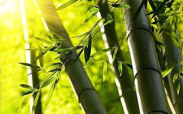 庭院种竹子的风水禁忌 竹子的风水禁忌