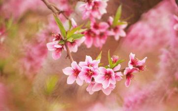 鲜花催桃花 招桃花的花一般用哪种花