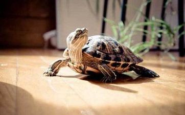 家里养龟的风水禁忌  什么人适合养龟？