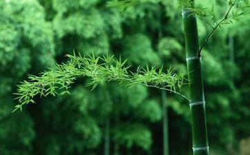 竹子风水禁忌种门口吉利吗 竹子有什么风水作用呢？