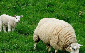 生肖牛羊相冲的化解方法  与羊相克的属相是什么