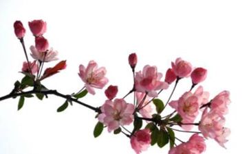 为什么桃树枝不能放家里？为什么道教这么喜欢桃树？