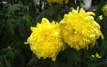 梦见黄菊花是什么意思 它是一种好运的征兆吗