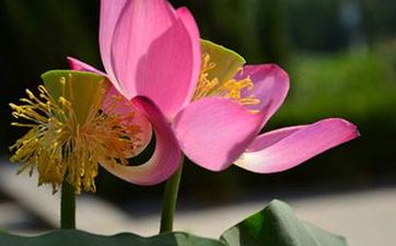 仙人掌的花语象征着坚强，坚硬外表下包含着柔弱的心